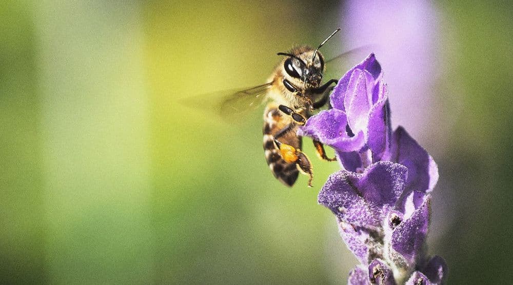 Exportverbot für Bienen-Killer!