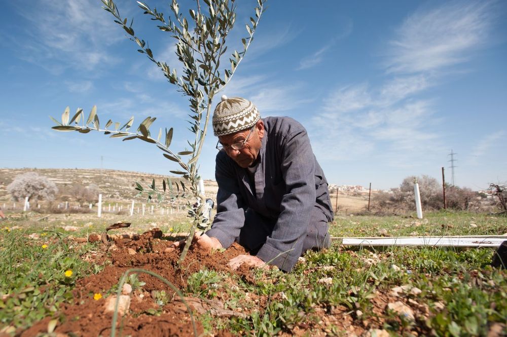  Immagine di un uomo palestinese in ginocchio che pianta un'alberello d'ulivo