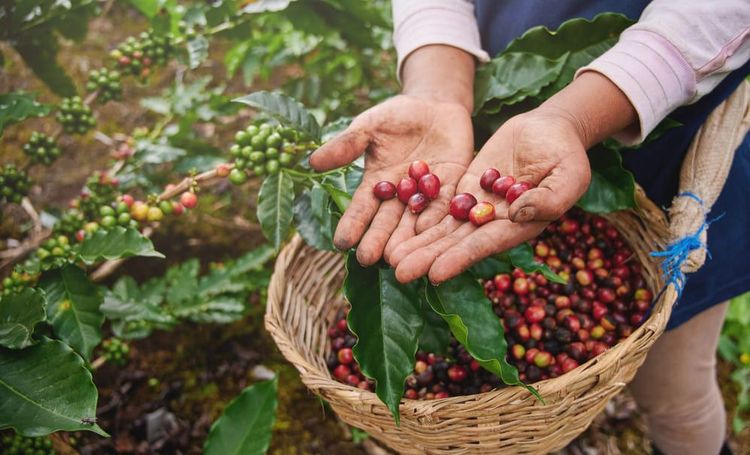 Foto eines Kaffeearbeiters, der Kaffeebohnen in der Hand hält