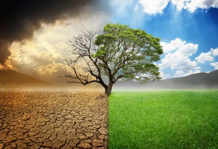 image of a tree, left half baren with dry soil, right side with blue sky, leaves and grass