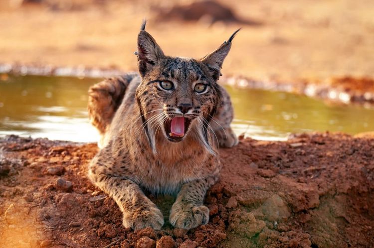 Image of Iberian lynx sitting on earth