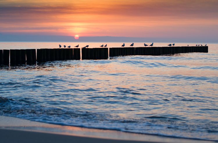 Photo of sea coast and birds