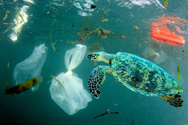 Stop Plastics from Choking the Ocean image