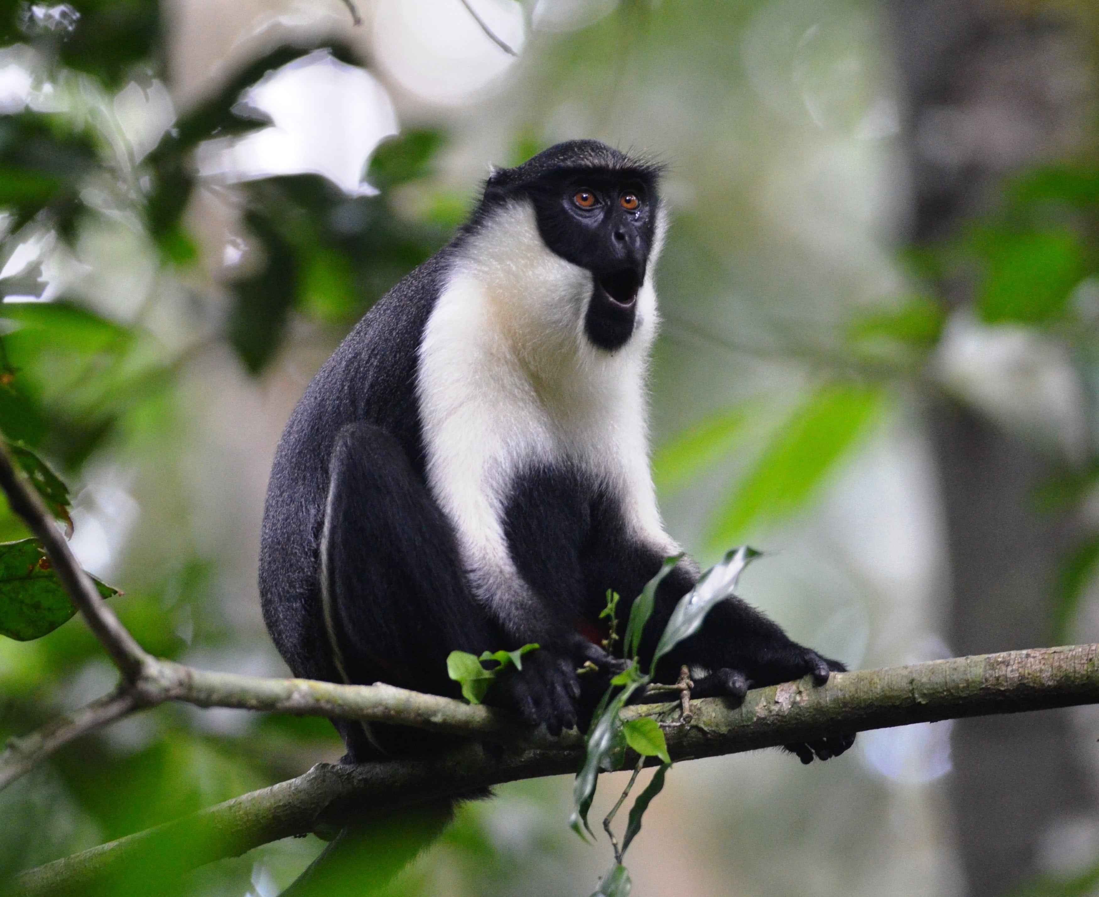 Photo of a black and white monkey sitting on a tree branch
