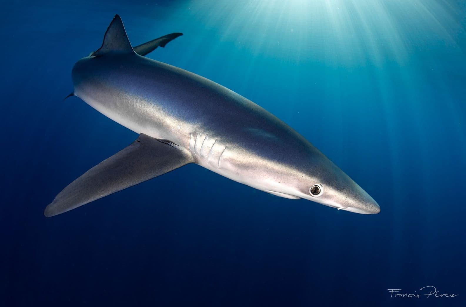 Francis Perez's picture of a blue shark