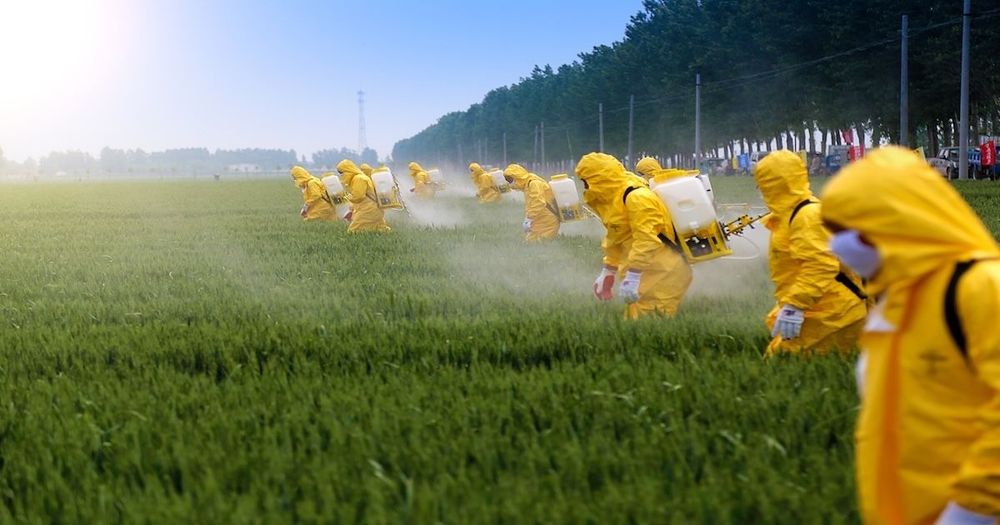 Trabajadores con trajes protectores amarillos rocían pesticidas en un gran campo verde.
