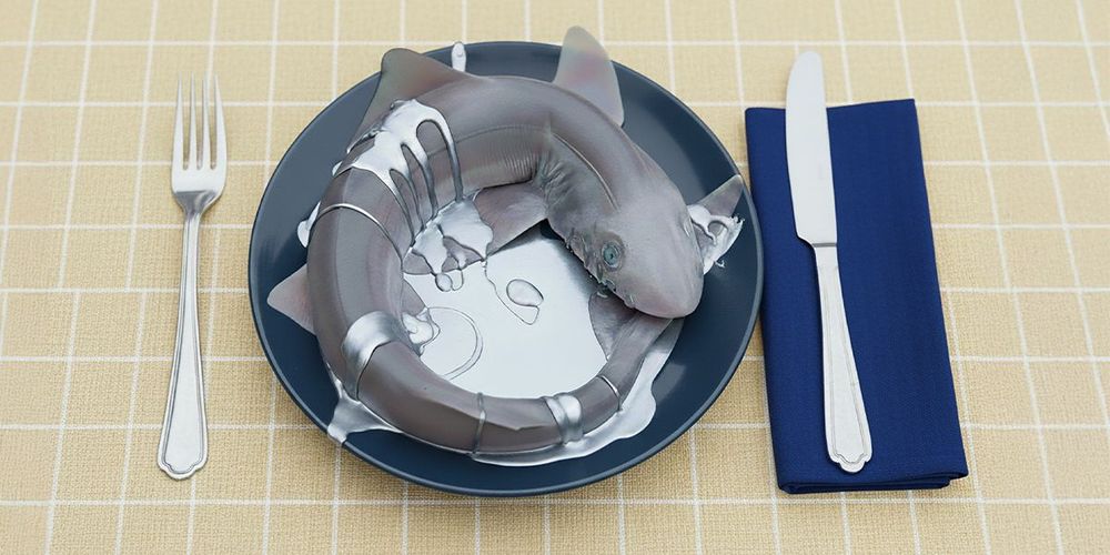 Requin recouvert de mercure, prêt à être mangé
