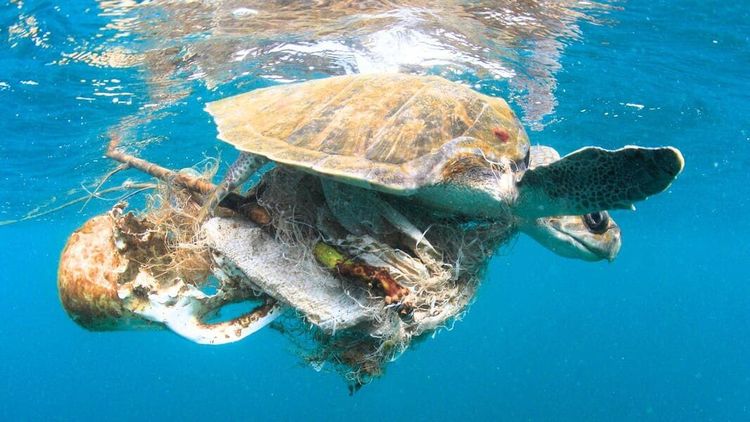 Afbeelding van een schildpad verstrikt in een net van afval