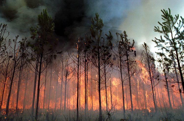 Foto van een brandend bos