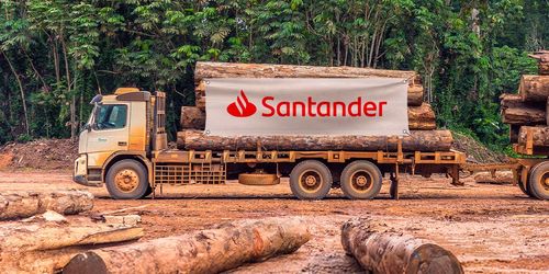 Trucks displaying the Santander Bank logo in the middle of a logged down forest