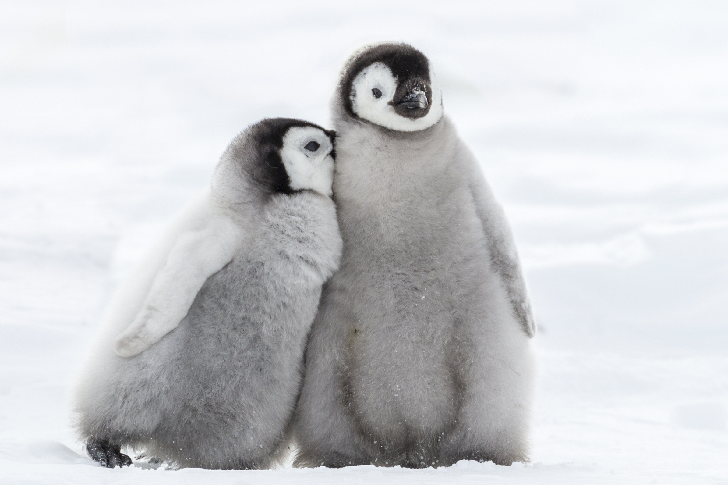 Pinguin-Kücken in Gefahr