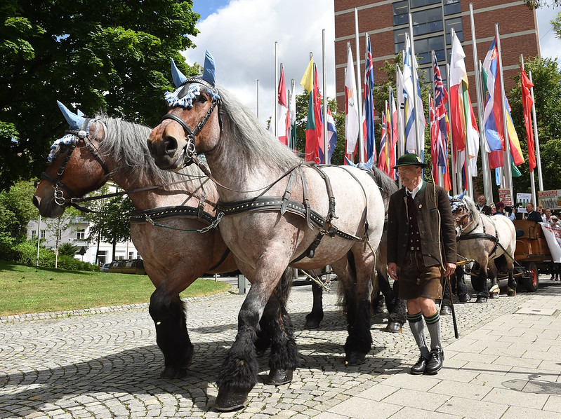 Six horses pull cart, led by man in traditional german dress, European flags behind them