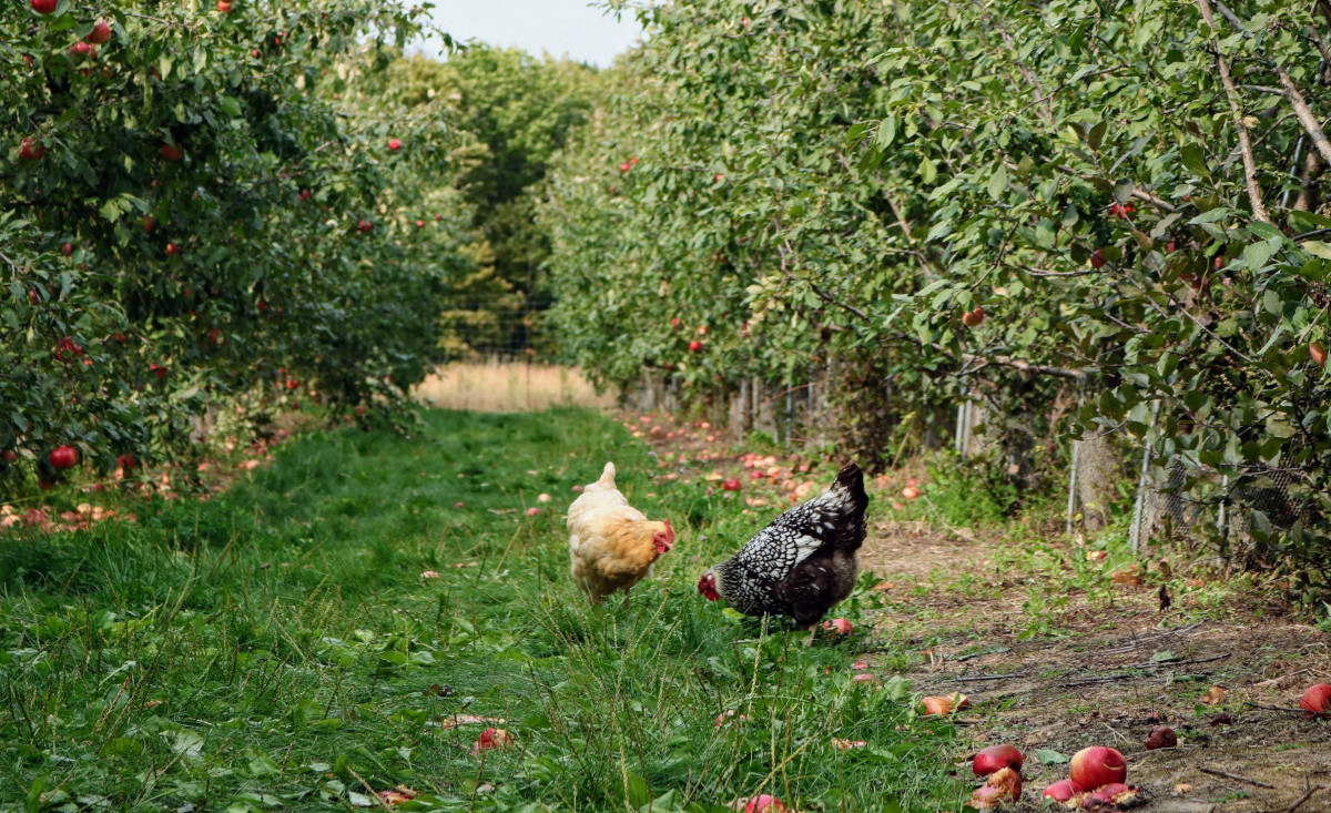 Hühner zwischen Apfelbäumen