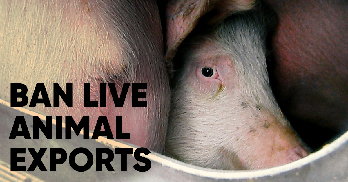 Ban live animal exports