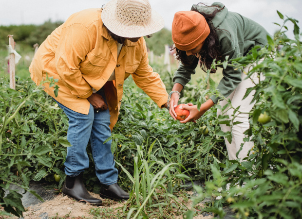 People looking at produce on a farm