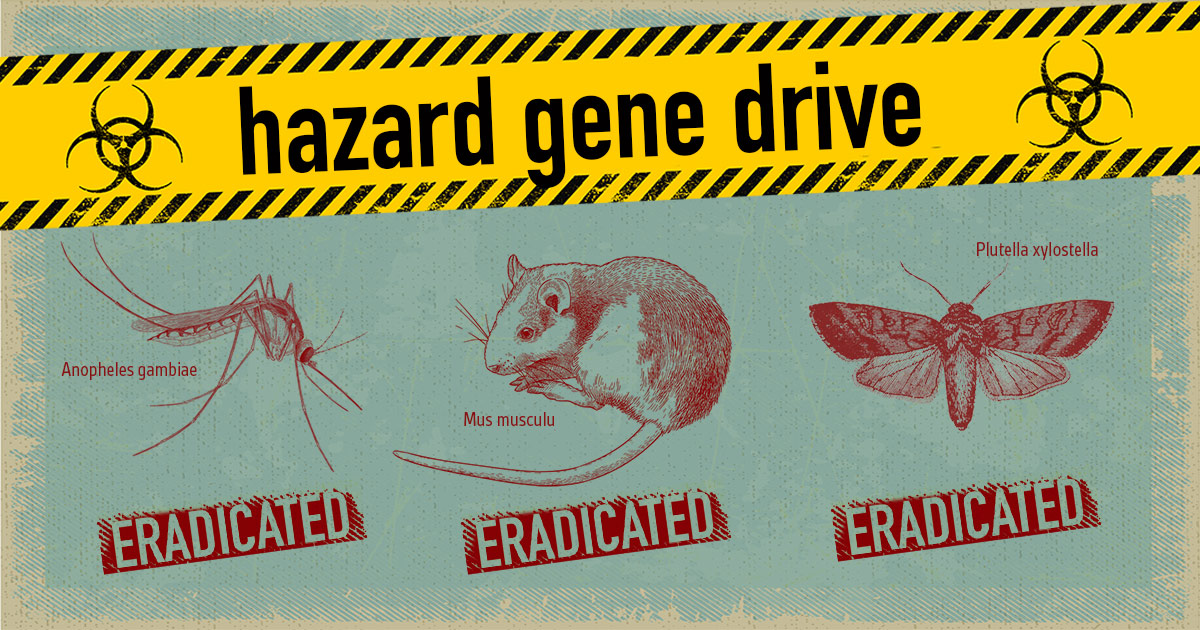 A mosquito, a mouse and a moth titled with hazard gene drive and marked eradicated