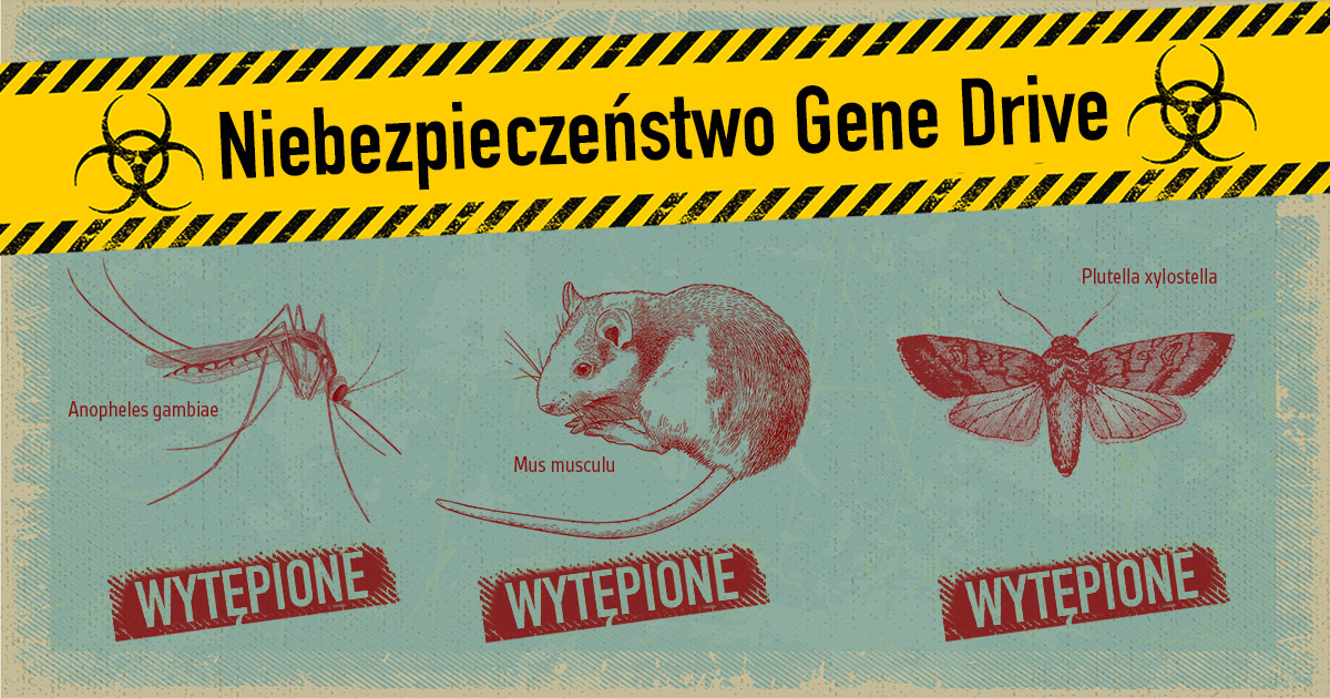 A mosquito, a mouse and a moth titled with hazard gene drive and marked eradicated