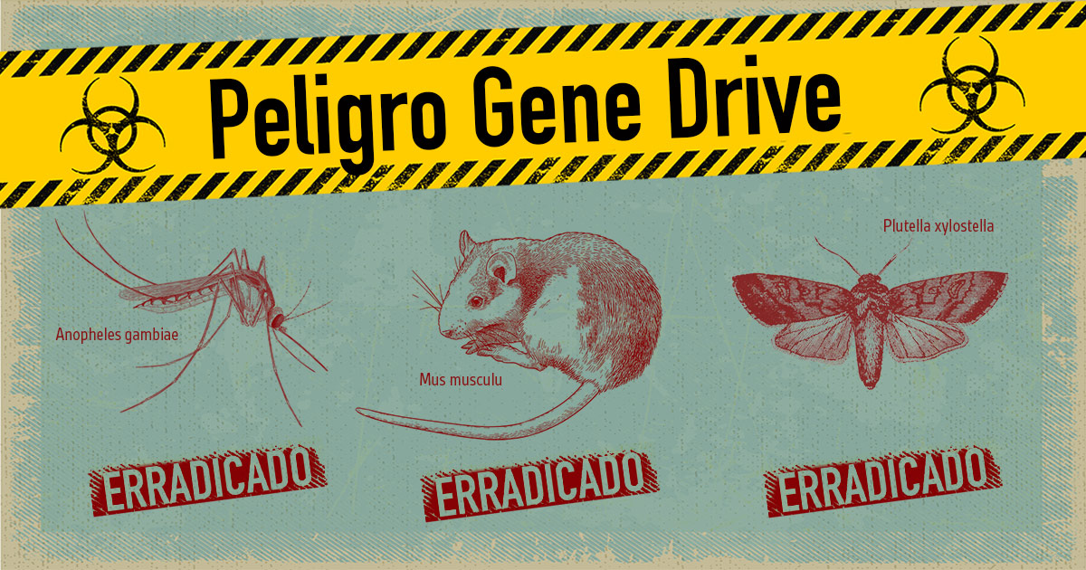 La peligrosa tecnología gene drive aplicada a un mosquito, un ratón y una polilla, ahora erradicados.