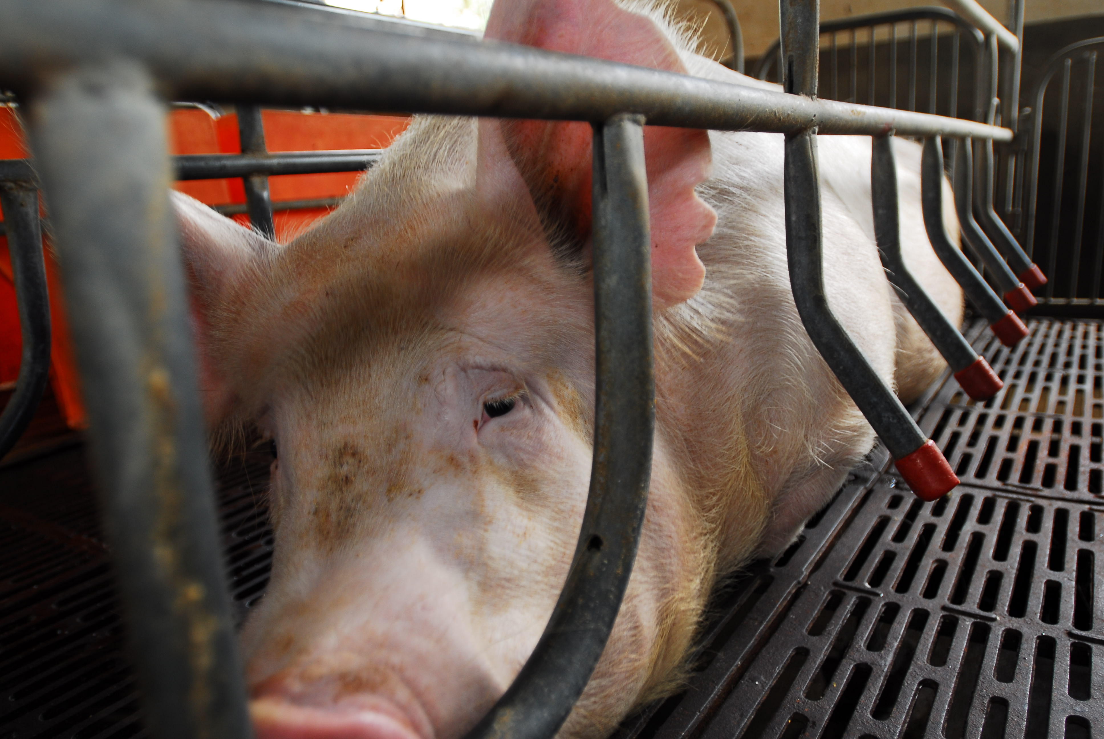 A sow in a farrowing crate