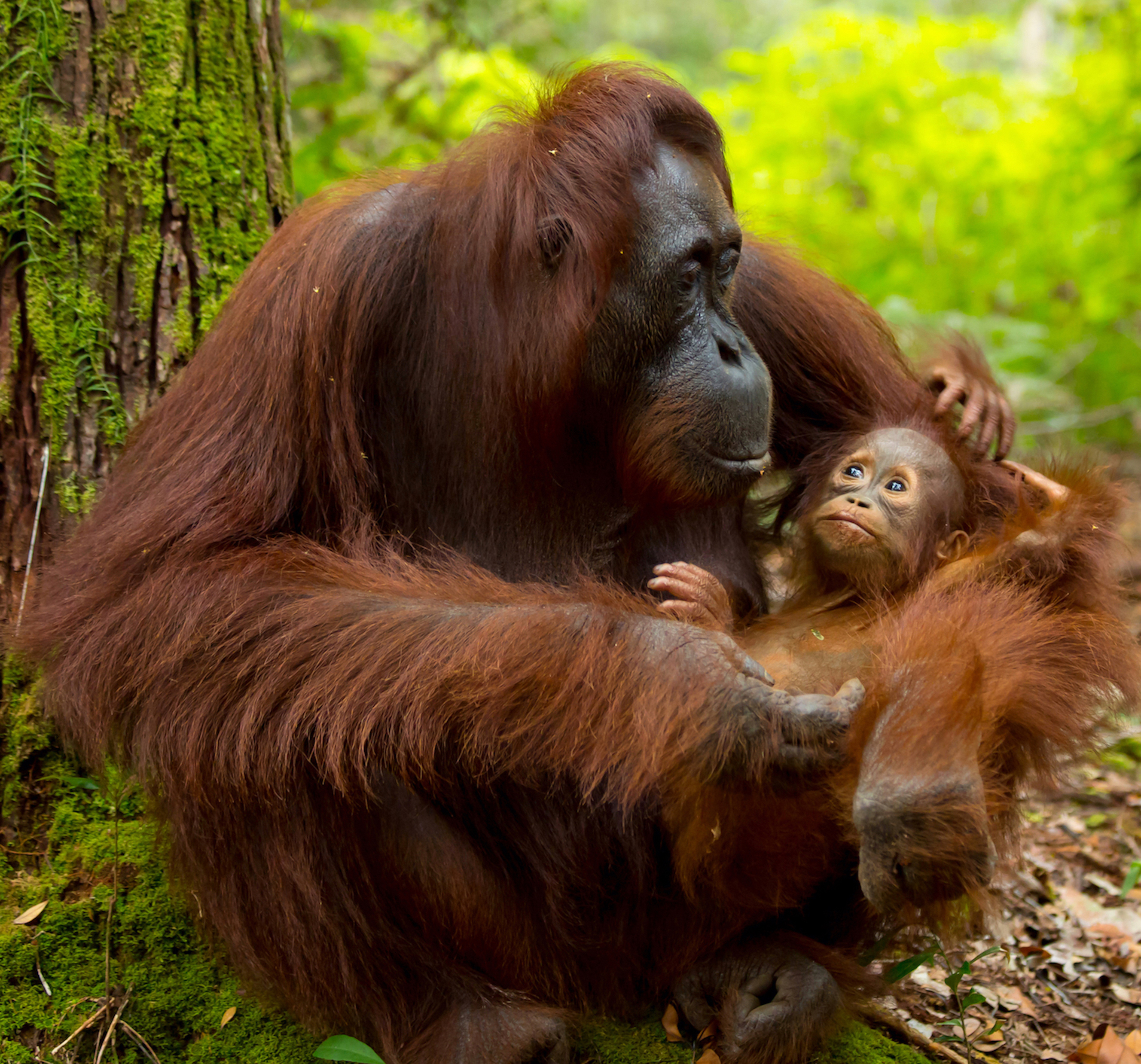 "Klicken Sie auf die Orang-Utans, um sie zu retten."