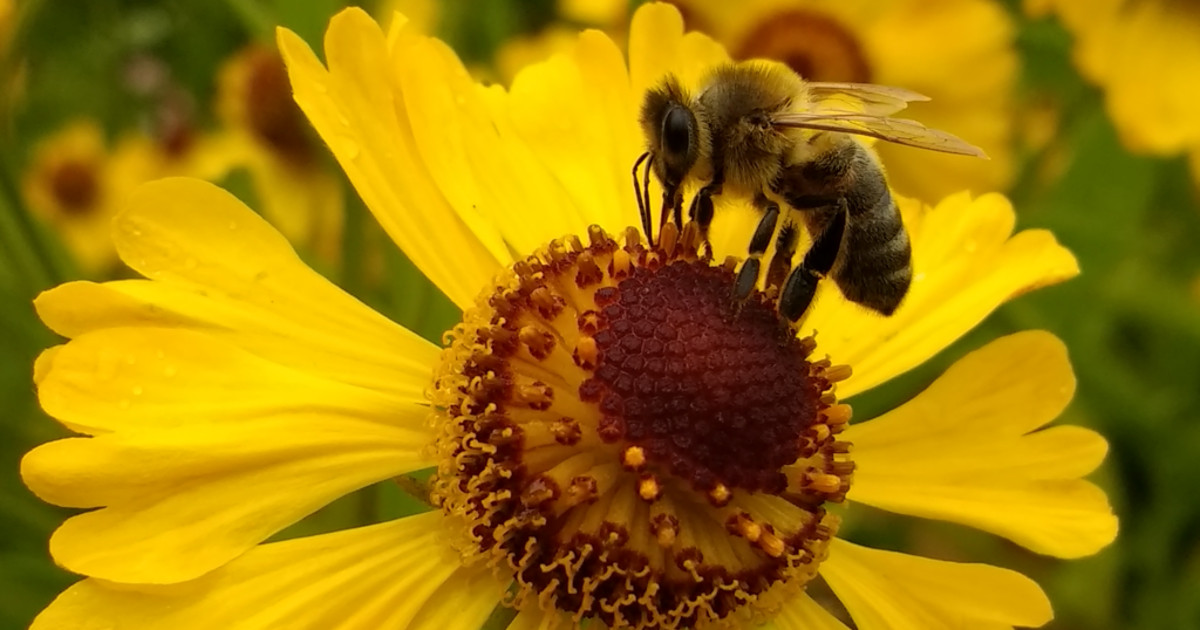 Bienen sind gefährdet