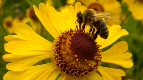 Save bees and farmers Abeja polarizando una flor