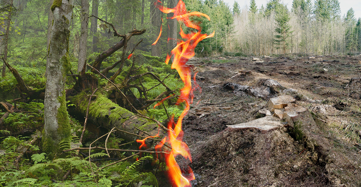 lettelse Interaktion akademisk The EU must protect forests, not burn them for energy.