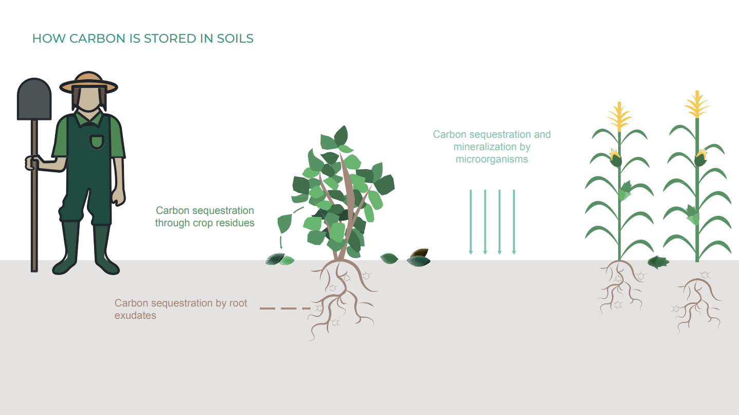 Illustration of how carbon is stored in soils, taken from presentation