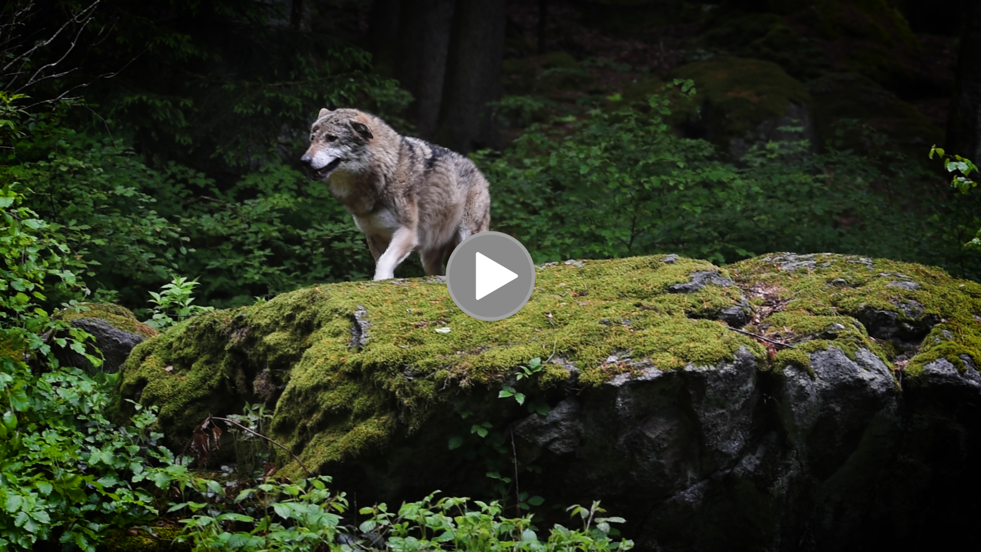 Ein Wolf in der Schlucht von Kresna